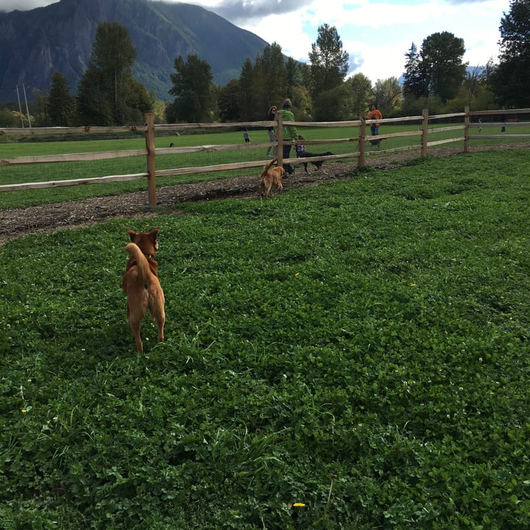 Three Forks Dog Park in Snoqualmie, Washington