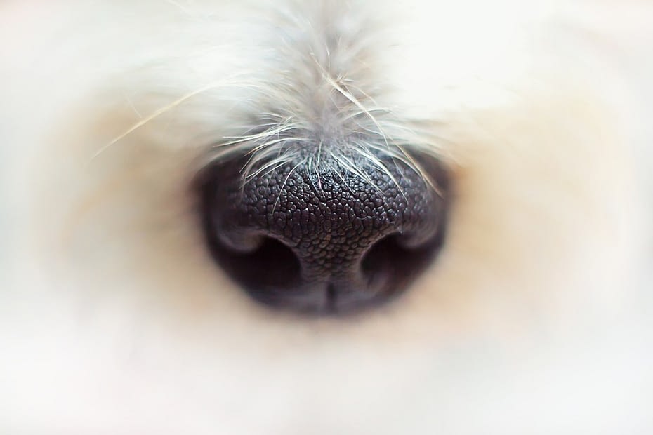 How Dogs Help Sniff the Dry Rot in Your Home