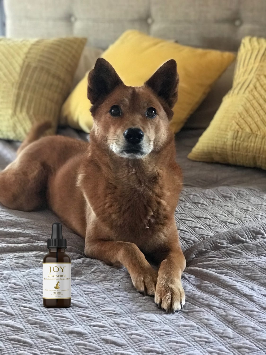 CBD tincture for dogs