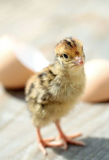 Why Spring Is the Best Time To Raise Chickens