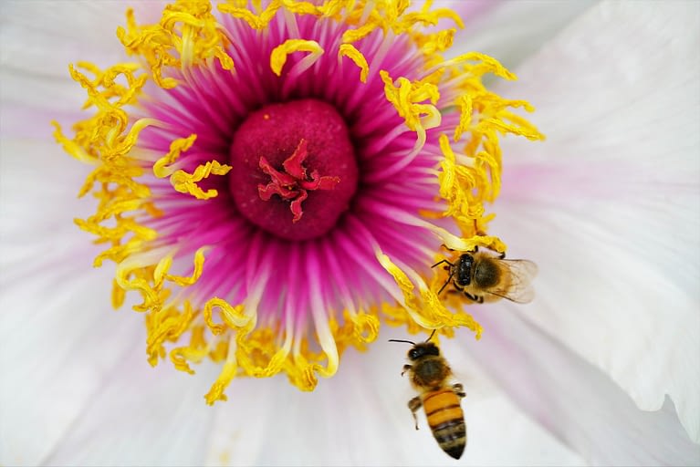 Popular and Productive Pollinators in America