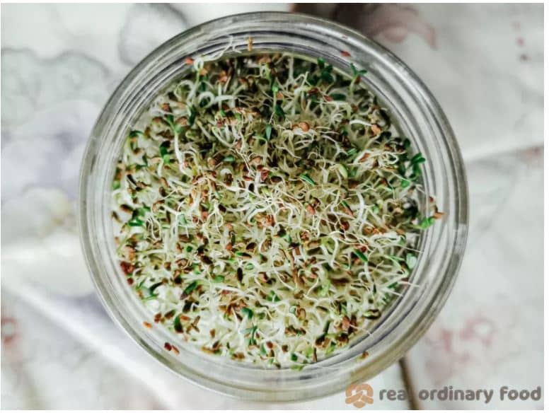 how to grow alfalfa seeds