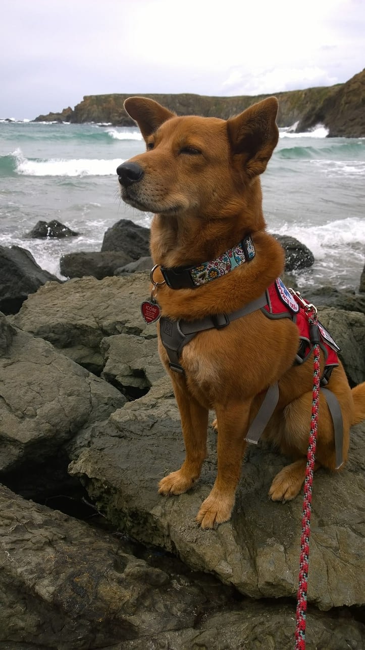 service dog at the beach