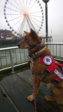 pier - Service Dog