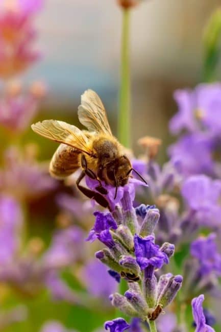 3 Tips To Help Make Your Garden Bee Friendly