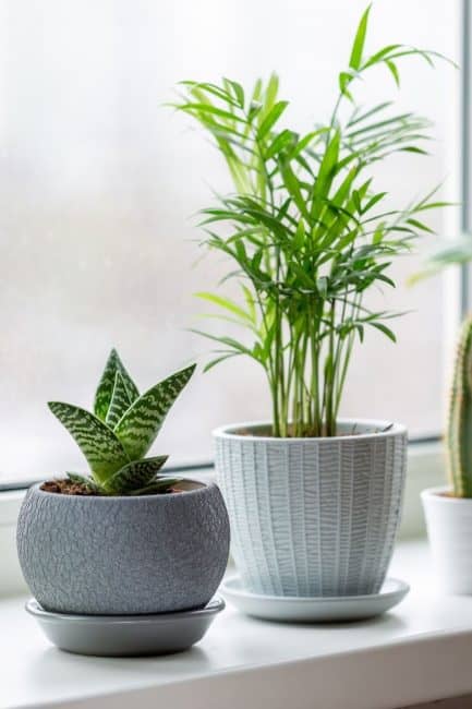 Misconceptions About Caring for Indoor Plants