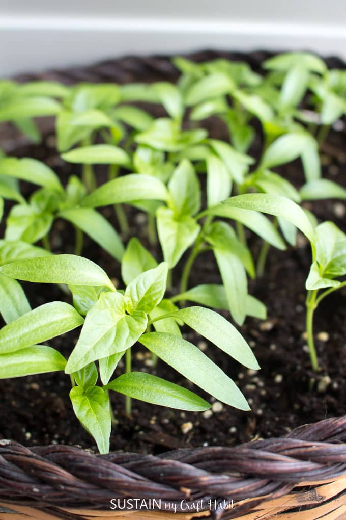 How to grow peppers from seeds