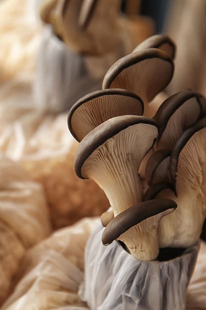 Guide to Growing Your Own Mushrooms