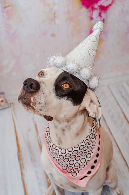 Great Ways To Celebrate Your Dog’s Birthday