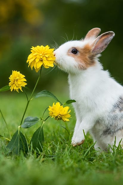 Humane Ways To Keep Rabbits Out of Your Garden