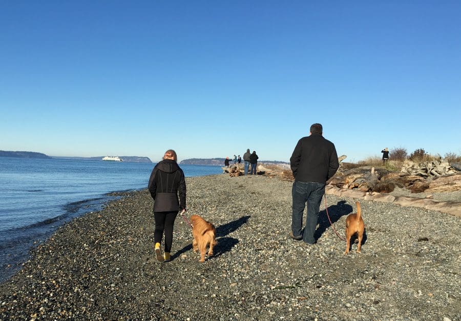 Exploring the many Washington Beaches with our dogs