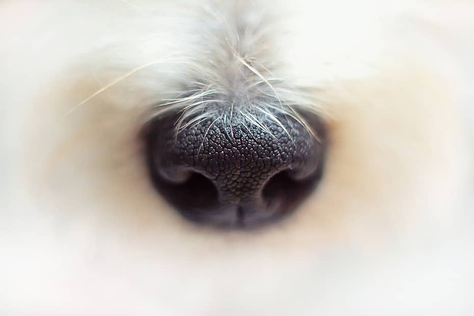 How Dogs Help Sniff the Dry Rot in Your Home