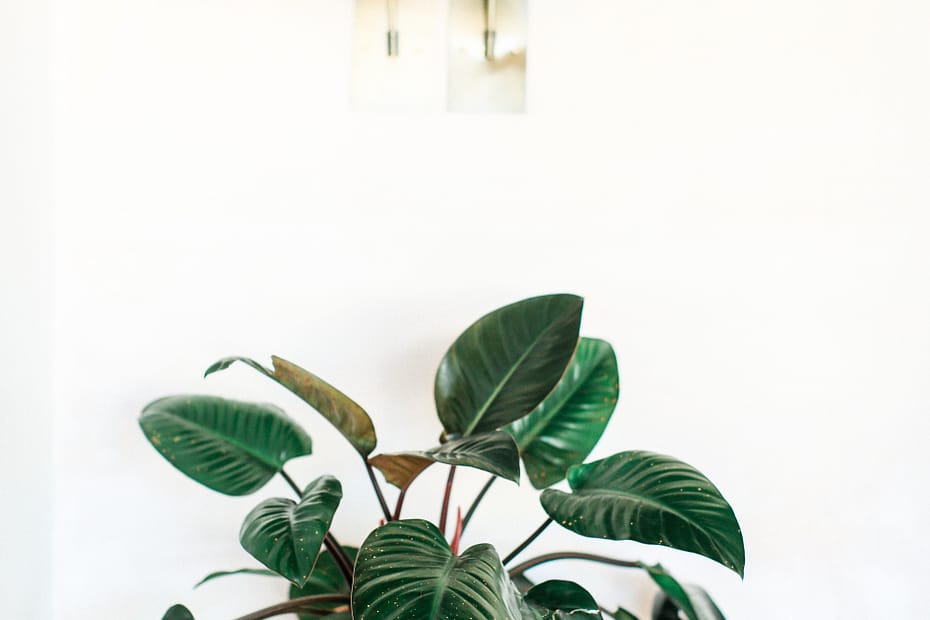 How To Help Your Indoor Plants Grow