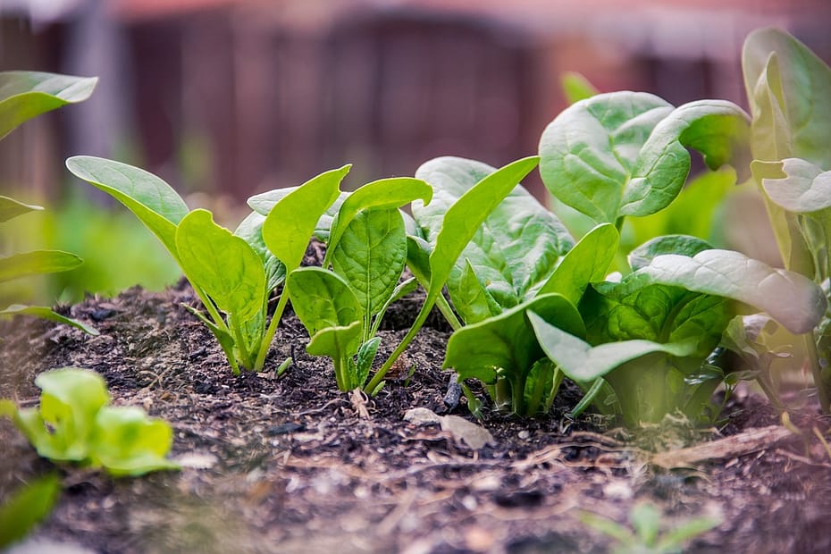 The Easiest Vegetables To Grow During Winter