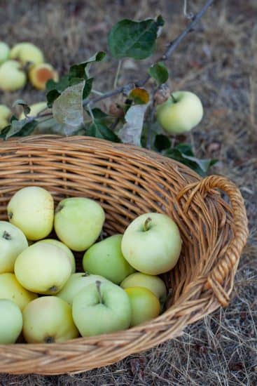 The Best Fruit Trees To Grow in Your Backyard