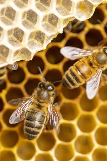 Crucial Reasons To Be an Advocate for Bees