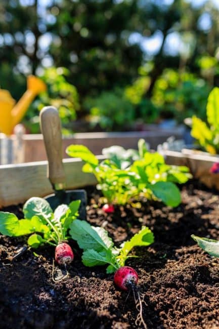 Raised vs. In-Ground Beds: The Pros & Cons