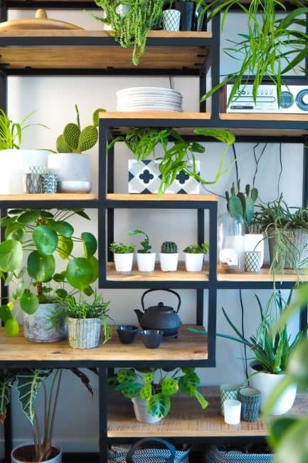 A Beginner’s Guide to Indoor Houseplant Success